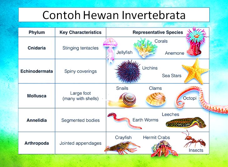 Contoh Hewan Invertebrata