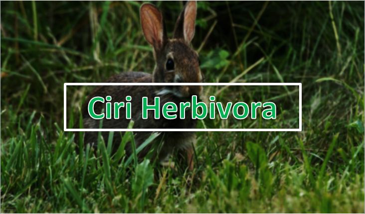 ciri-ciri hewan herbivora