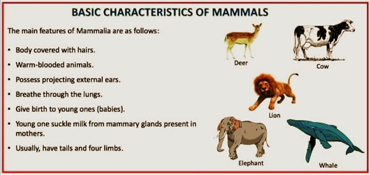 ciri-ciri hewan mamalia
