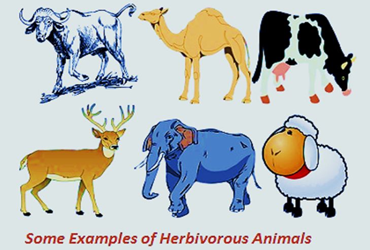 contoh hewan herbivora