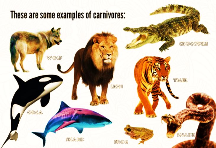 contoh hewan karnivora