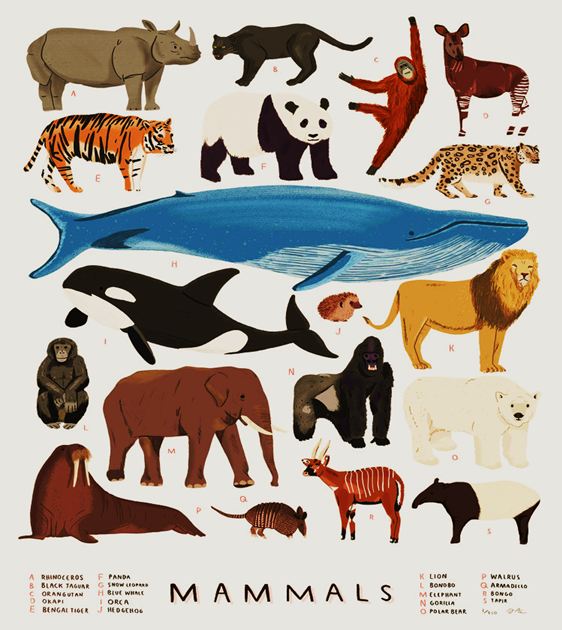 contoh hewan mamalia