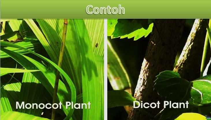 contoh tumbuhan dikotil dan monokotil