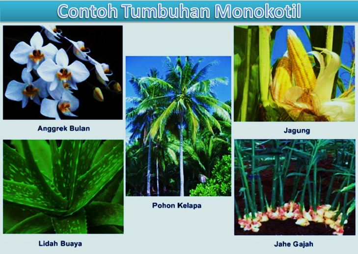 contoh tumbuhan monokotil