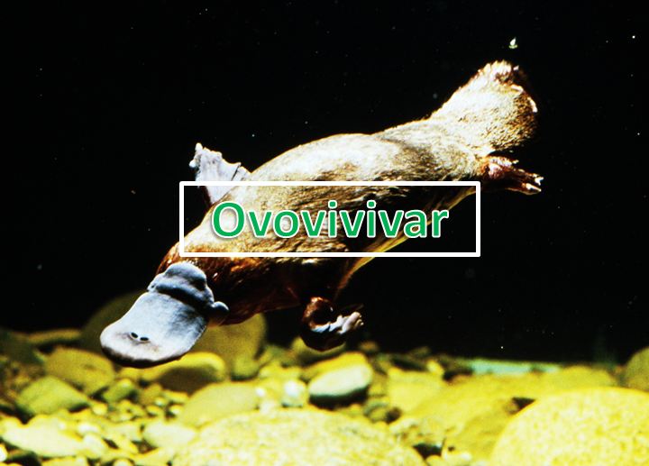 gambar hewan ovovivipar