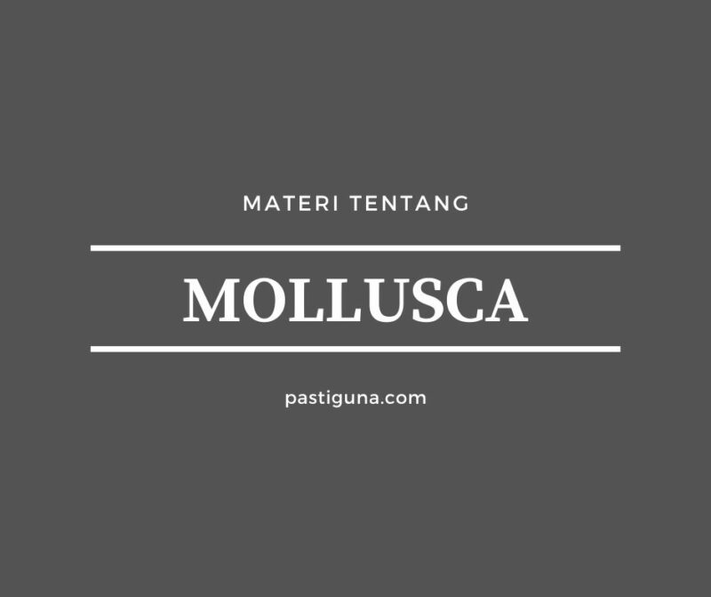mollusca