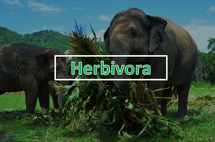 pengertian herbivora