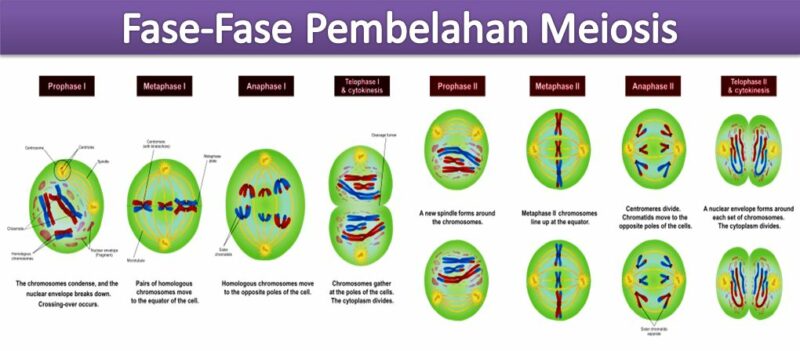 Fase-fase pembelahan meiosis