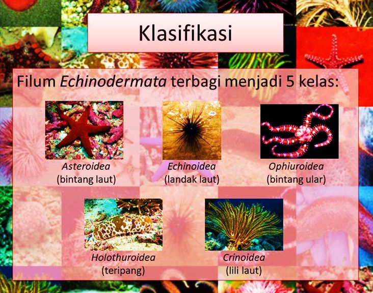 Klasifikasi Echinodermata