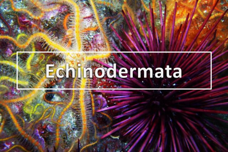 Pengertian Echinodermata