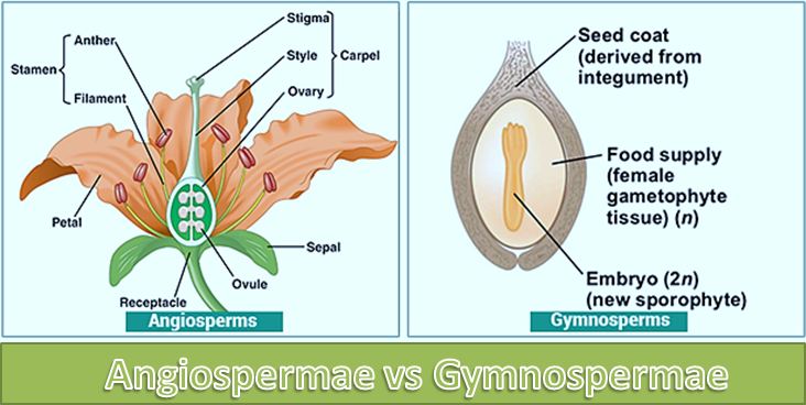 Perbedaan Gymnospermae dan Angiospermae
