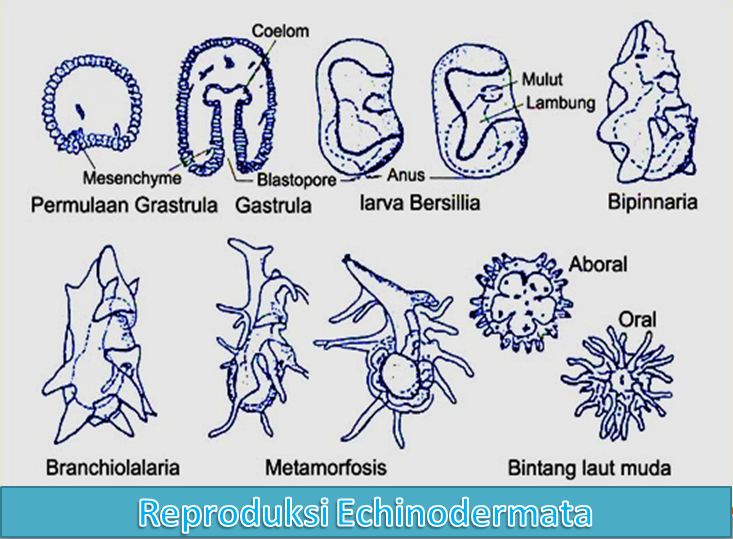 Reproduksi Echinodermata