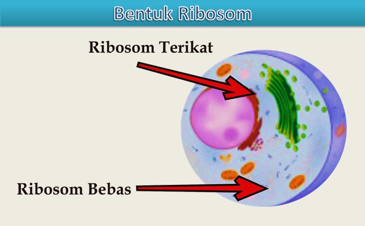 bentuk ribosom