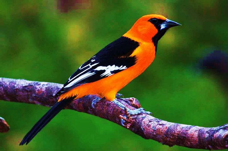   Hewan Aves  Pengertian Ciri  Struktur Habitat 