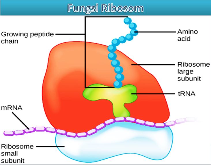 fungsi ribosom