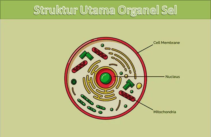 Struktur dan Fungsi Organel Sel