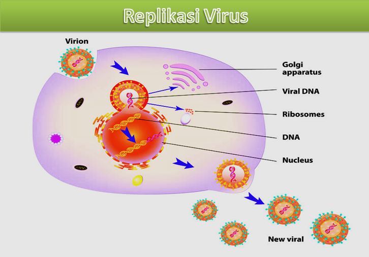 gambar replikasi virus