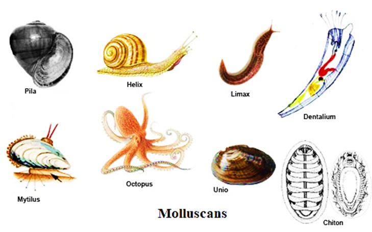contoh hewan mollusca