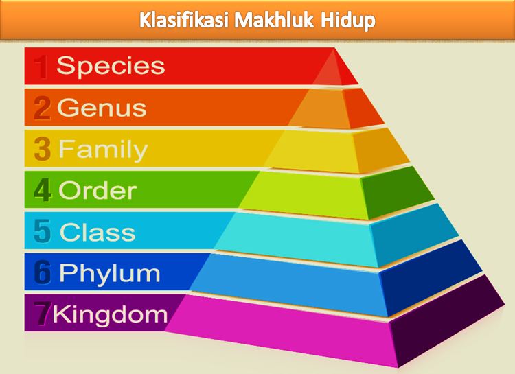 klasifikasi makhluk hidup adalah