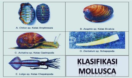 Mollusca Pengertian Ciri Klasifikasi Contoh Hewan Mollusca