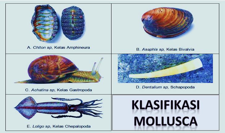 klasifikasi mollusca