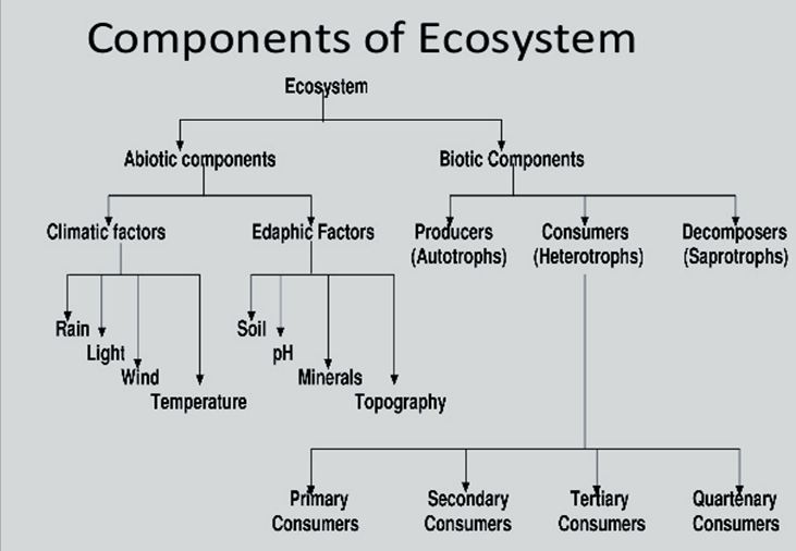 Komponen Ekosistem