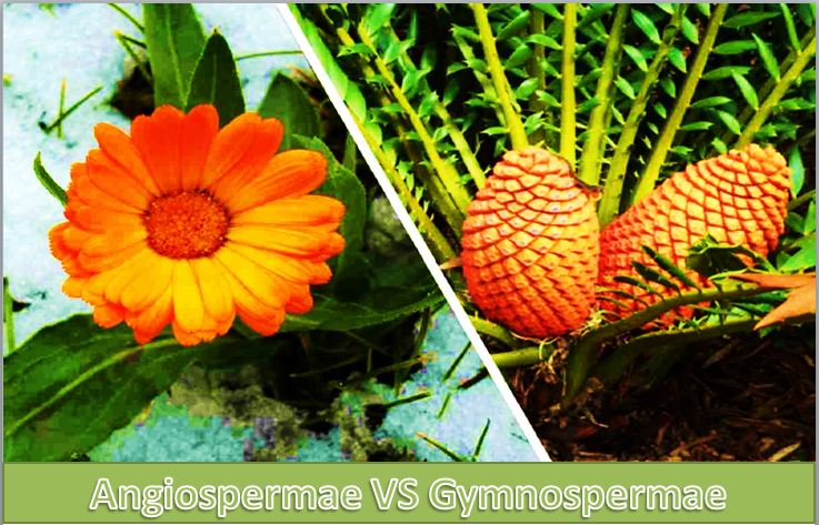 perbedaan angiospermae dan gymnospermae