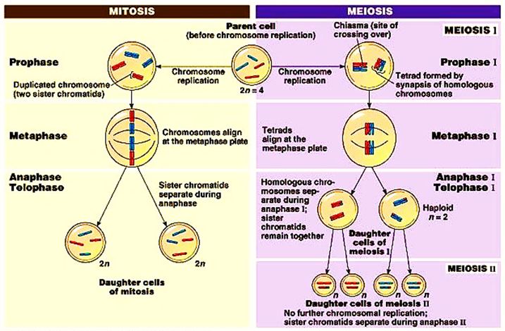 perbedaan pembelahan mitosis dan meiosis