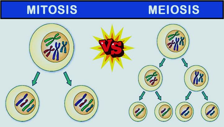 perbedaan mitosis dan meiosis