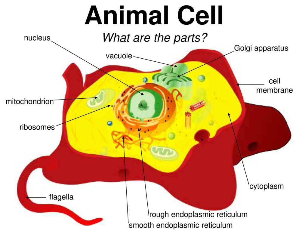 sel hewan adalah