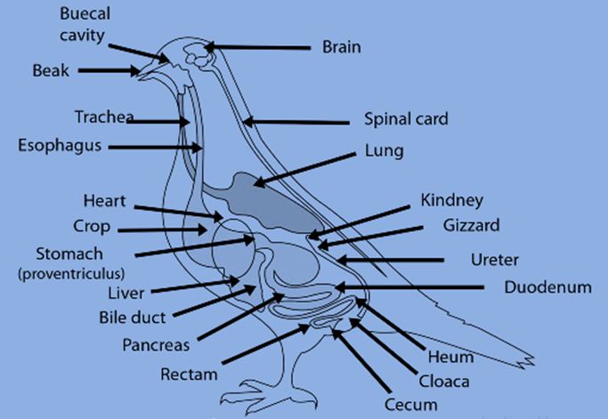 struktur hewan aves