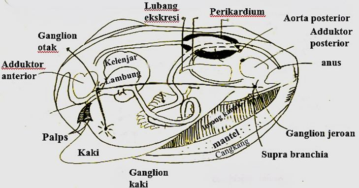 struktur tubuh mollusca