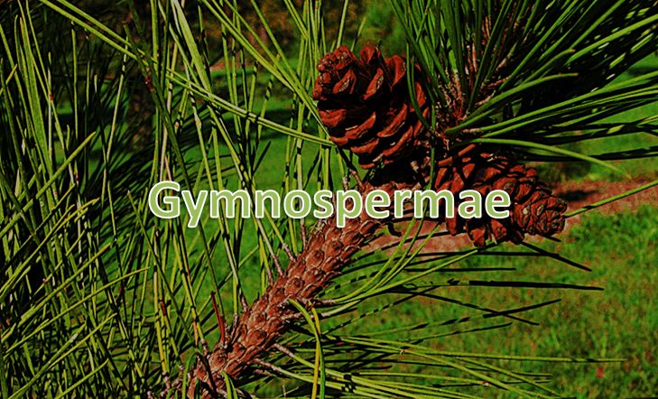 tumbuhan gymnospermae