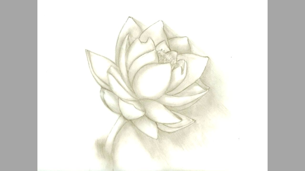 contoh gambar arsir bunga