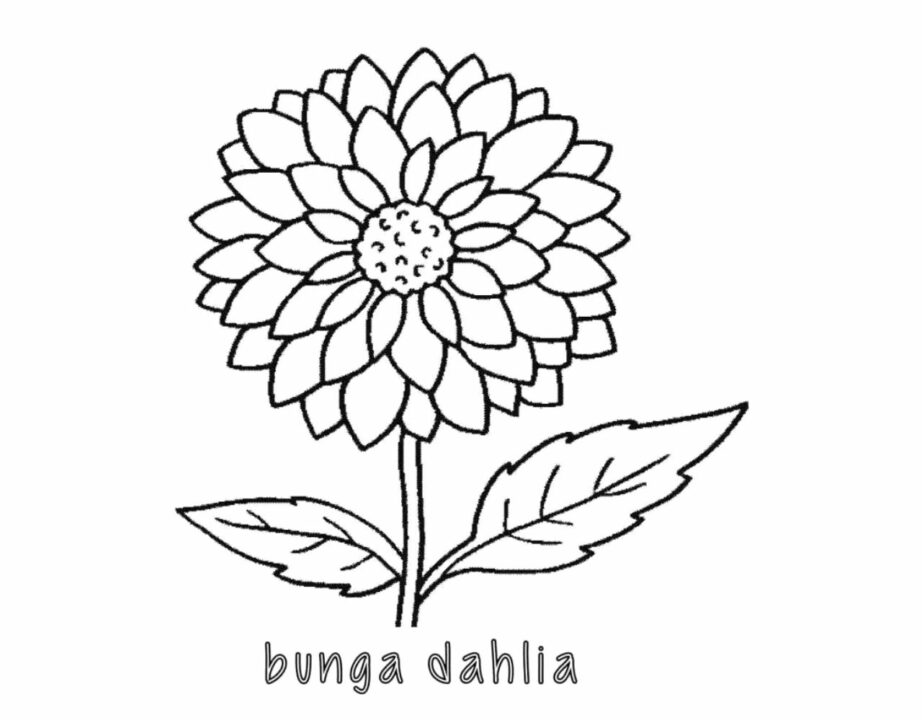 Sketsa bunga dahlia