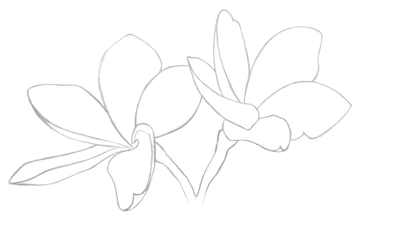 gambar sketsa bunga kamboja