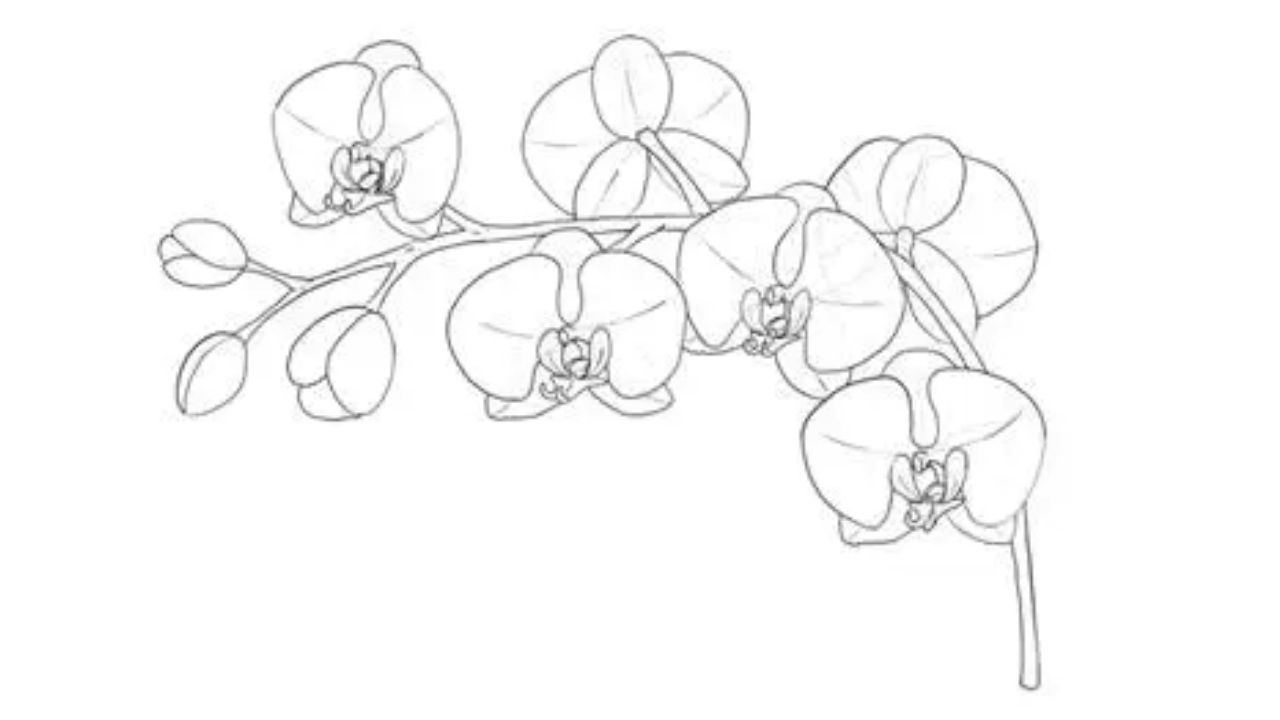 sketsa bunga anggrek