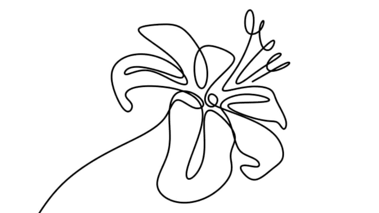 sketsa bunga lili