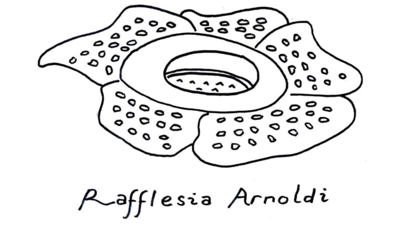 sketsa bunga raflesia arnoldi