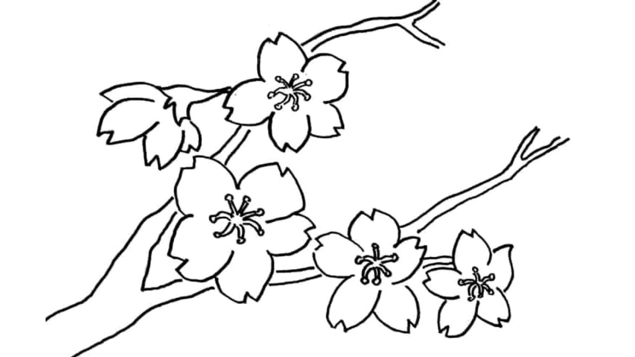 sketsa bunga sakura