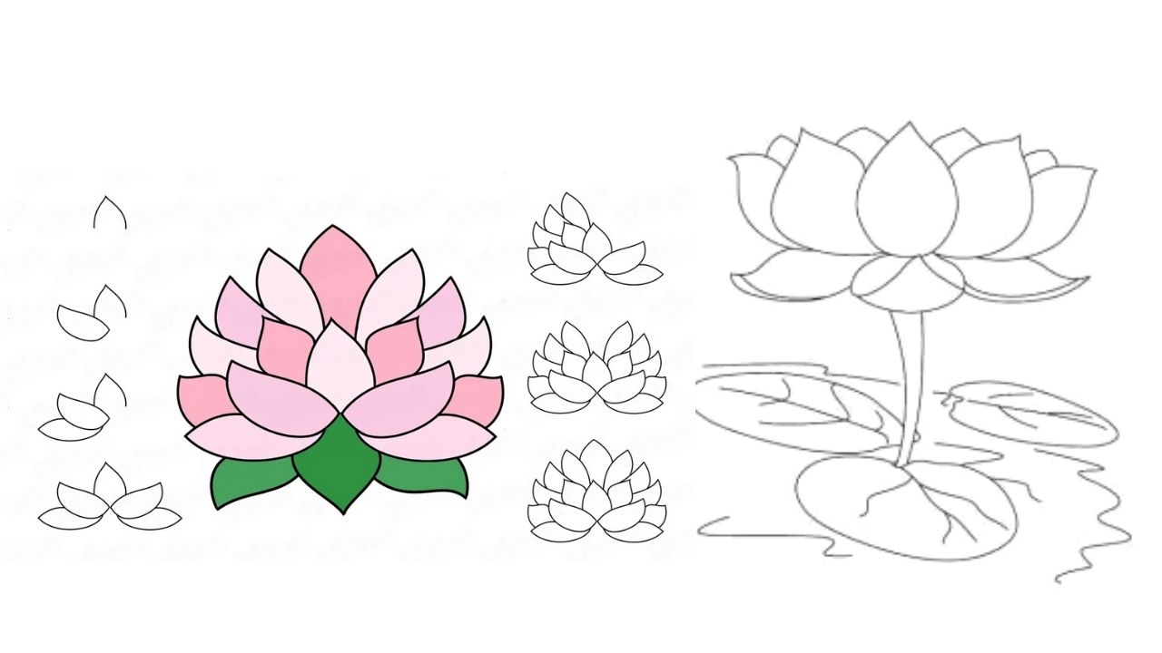 sketsa bunga teratai